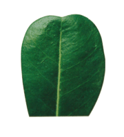 ปลายใบ(Leaf apex)